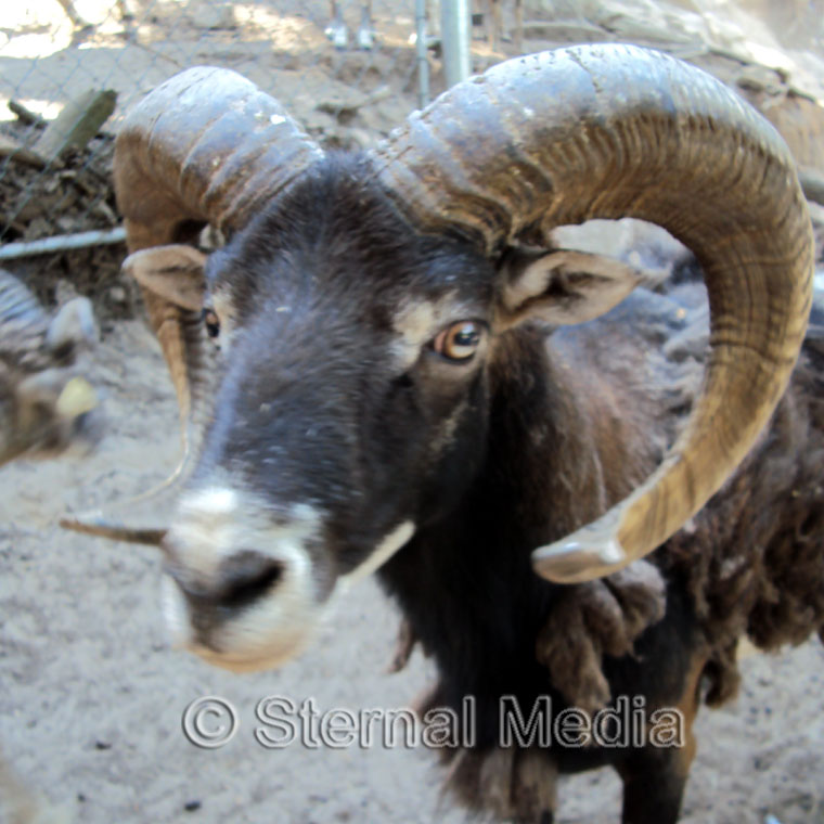 Das Muffelwild - Fauna im Harz