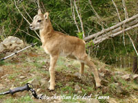Das Muffelwild - Fauna im Harz