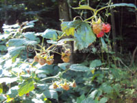 Die Waldhimbeere - Flora im Harz