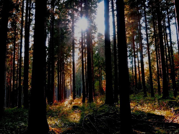 Herbstimmung im Harz